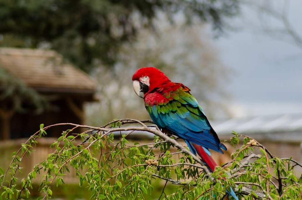 bird, parrot, ornithology, kind, nature, fauna, avian, animal, beak, wild animals, zoo